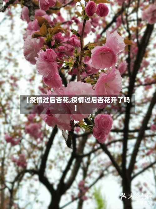 【疫情过后杏花,疫情过后杏花开了吗】-第2张图片