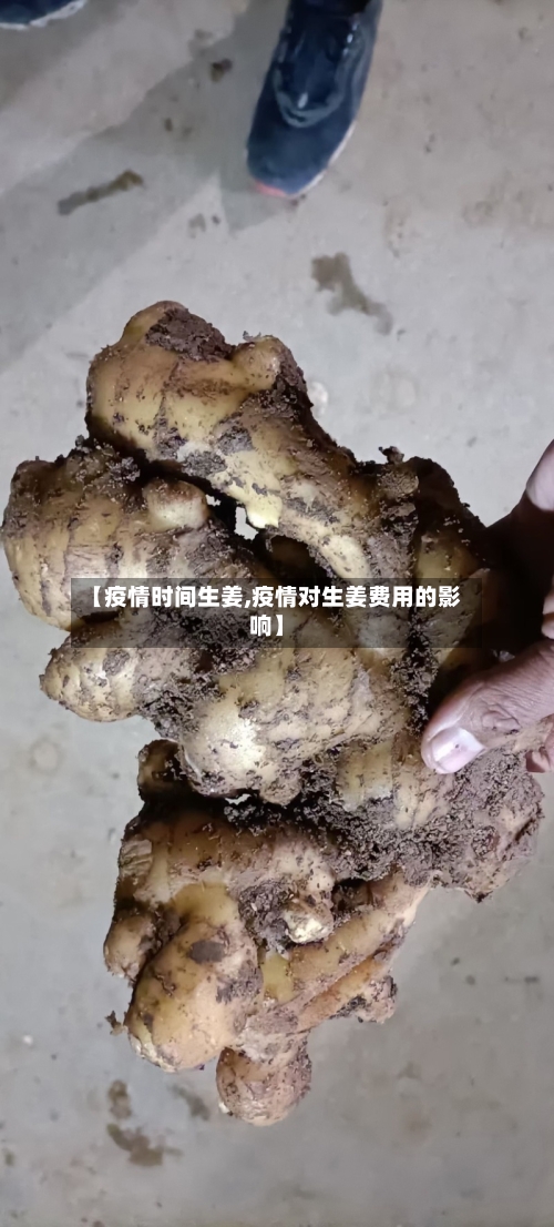 【疫情时间生姜,疫情对生姜费用的影响】