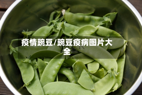 疫情豌豆/豌豆疫病图片大全