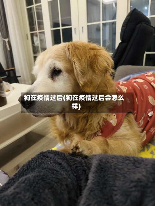 狗在疫情过后(狗在疫情过后会怎么样)-第2张图片