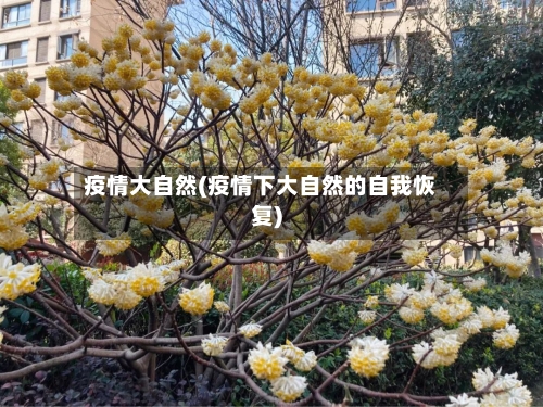 疫情大自然(疫情下大自然的自我恢复)